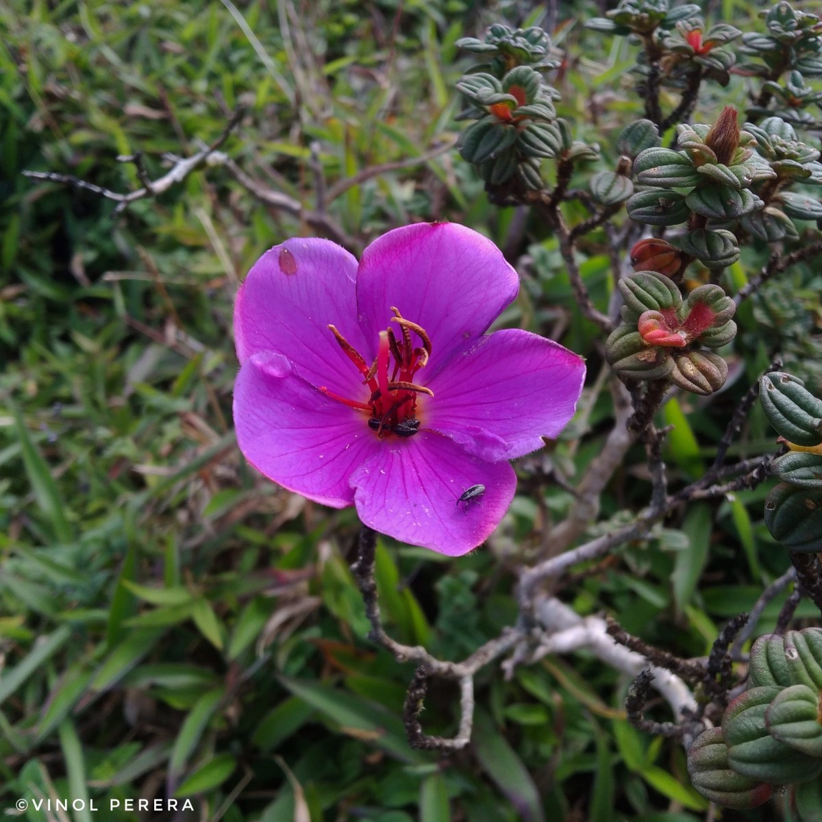 Osbeckia lanata Alston